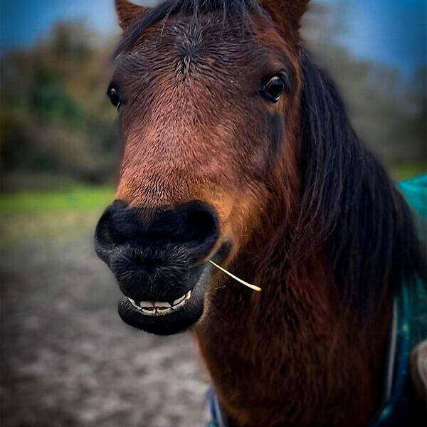 Horsy